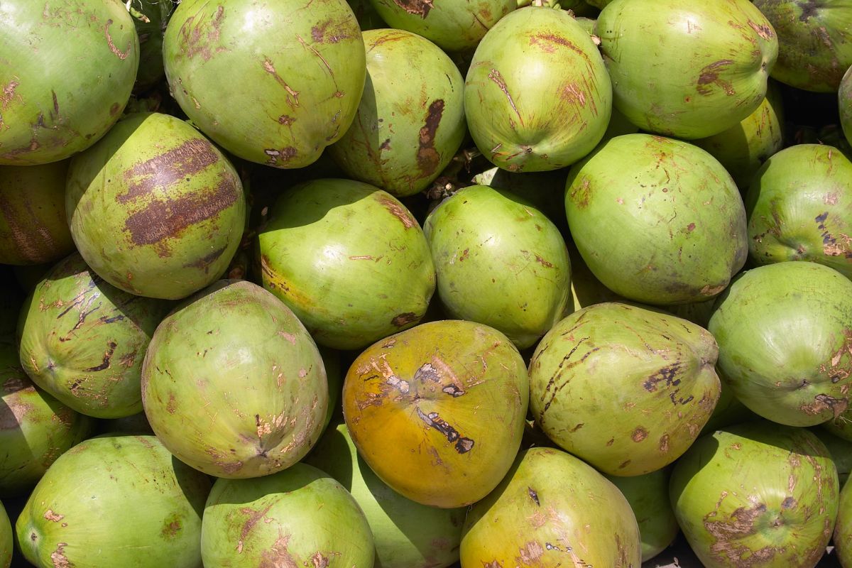 5 Best Coconut Water Substitutes (Direct Swaps)