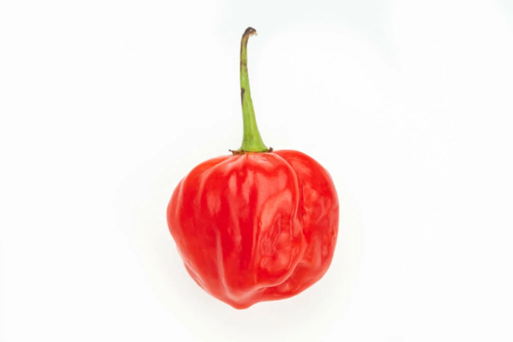 A singular red scotch bonnet pepper on a white backdrop.