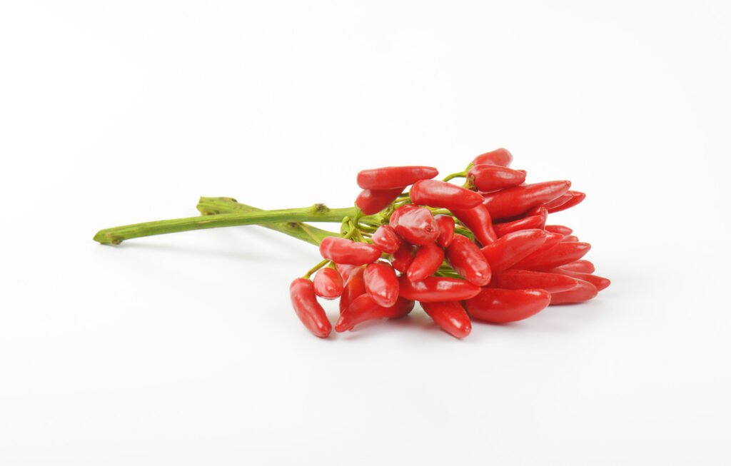 A bundle of fresh and spicy tabasco peppers.