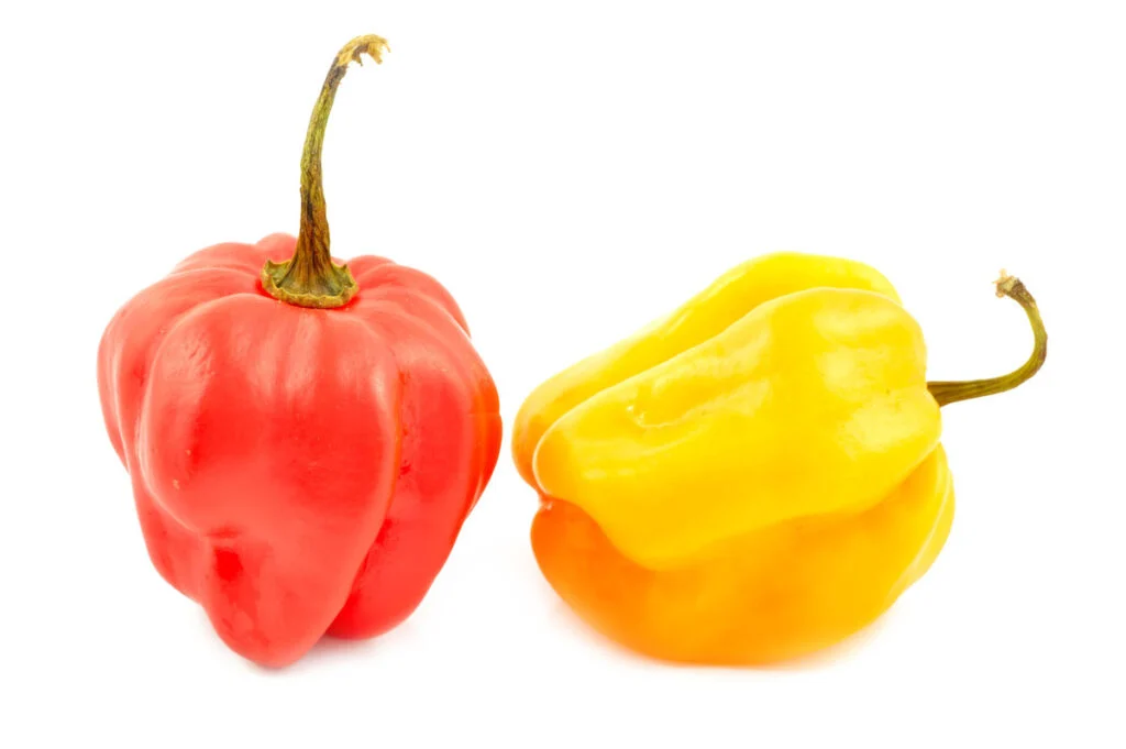 A pair of red and yellow scotch bonnet peppers.